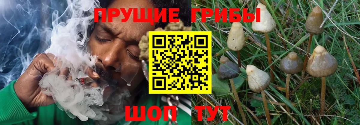 Псилоцибиновые грибы мухоморы Краснознаменск