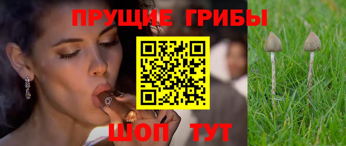 купить наркотики цена  Псилоцибиновые грибы прущие грибы  Галлюциногенные грибы Psilocybine cubensis  Вход с VPN  Краснознаменск 